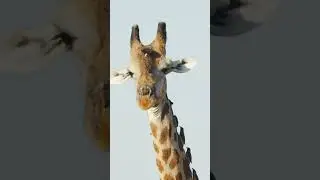 Giraffe with oxpeckers in Chobe National Park #giraffe #oxpecker #bird #birdwatching #wildlife