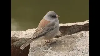 Birding Blood Lake Utah