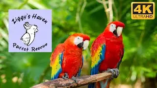 Walking Tour & Visting the Adoption Center at Ziggy's Haven Bird Sanctuary (Inverness, Florida)