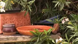 Amusing Birdbath Visitors