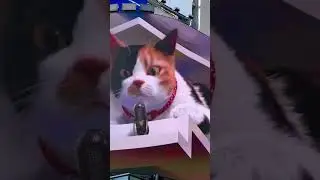 Japan Tokyo Shinjuku 3D CAT