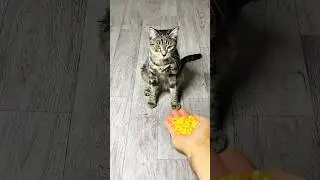 🐱 Beads Mix 🎨 Reverse ASMR #reverse #asmr  #cat #funny #cute #cutecat