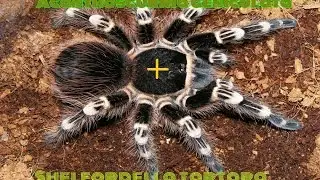 Acanthoscurria geniculata + Shelfordella tartara (паук птицеед и туркменский таракан))