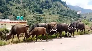 ढोरपाटनबाट भैँसी गोठ निसीतर्फ तीन दिन हिँडेर पुगे