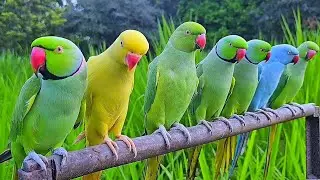 Relaxing parrot in Rose Garden 🏡🦜