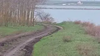 Fox 🦊 runs along the road near lake / Лисичка 🦊 бегает по дороге возле озера #foxes #foxnews #fox