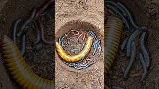 Ibu dan anak Millipede kaki seribu - short millipede #snailhunter