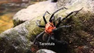 Tobago 2008 - wildlife and nature (part 3)