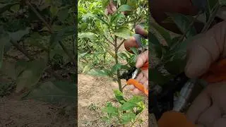 Prune a Tea Bush 😳 🤔| #teaplantations #shorts #plantcare #plants #pruning #viralshorts