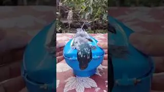 pigeon kalapathi treatment💐💐 #pigeon #viral #birds #treatment #shorts