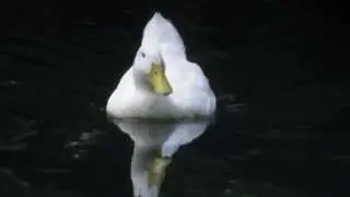 cg hill duck