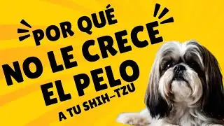 Por qu&eacute; NO LE CRECE el PELO a tu Perro Shih Tzu - AQU&Iacute; LOS MOTIVOS