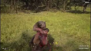 All Cats In Red Dead Redemption 2