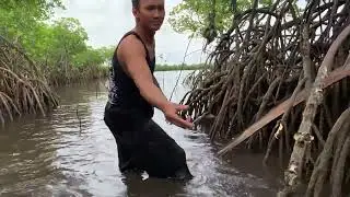 Foraging Mangrove Oysters : A Unique Coastal Adventure!
