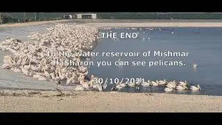 In the water reservoir of Mishmar HaSharon you can see pelicans Israel.