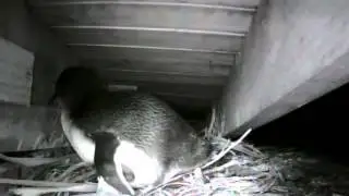 Penguin nest building