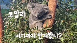 시드니 여행 이걸로 끝 | 오크베일 동물원 코알라 캥거루 먹이주기