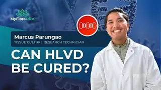 HLVd Testing for Cannabis | Early Detection & Cure by MyFloraDNA