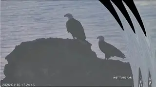 West End January 16th Explore Live Nature Cams / Explore Zen Den  West End Bald eagle