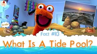 What Is A Tide Pool? - The Fact a Day - #113