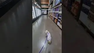 Taking Your Dog to the Supermarket for the First Time Be Like | Pom and Jem 🫶🏻🐾 #shorts