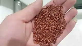 complete set quinoa seed cleaning and packing plant in Canada