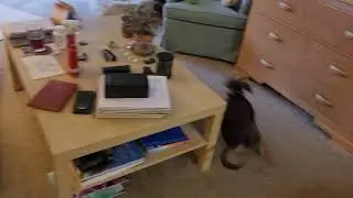 My furbaby going Crazy