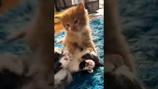 Cat friendship..  🥰😻#vairalshort #catfriendship #highlights #subscribe #comment #love
