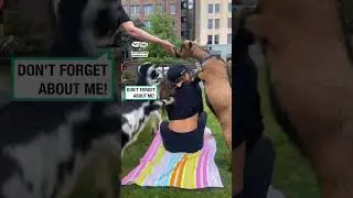 Goat yoga is chaotic 🐐😂             🎥: BViral