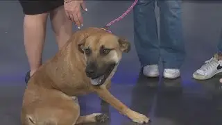 Meet Carlos, a 2-year-old Black Mouth Cur, available at San Antonio Humane Society
