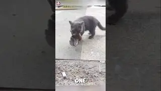Helping a Pigeon from the Cat's Mouth.#rescue #animals #animalrescue #rescueanimals #pigeon #pigeons