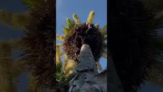 Talipot  Century Palm listen carefully as the blossoms falling on the dry areas of the tree
