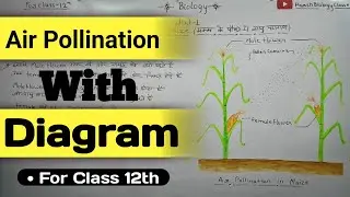 Air Pollination||Air pollination in Maize🌽 with diagram full complete topic||#biology #youtube