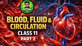 The Human Heart: Structure & Function | Body Fluids & Circulation 🫀