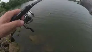 Big Bowfin on the Neko Rig!