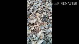 Pasir kerang