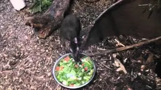 Javan Mouse Deer And Fawn, Shaldon Zoo (28th April 2014)