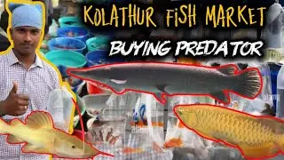 kolathur fish market buying predator 🐟🐟🐬🐠📦🛵😁