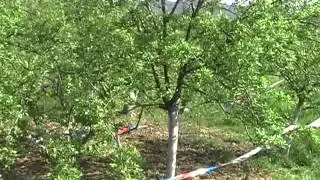 RTV Vranje   Bomba kasikara u vocnjaku 04 05 2015