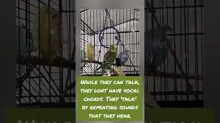 did you know this? #shorts