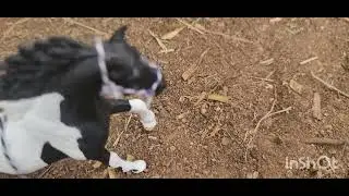 History of horses S4 E16 Blaise's father 