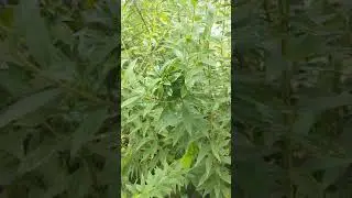 nature is awesome - leaf cluster looks like green flower #shorts