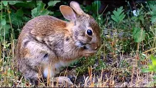 Turnip tries her very first salmonberry then grooms, nibbles, & darts