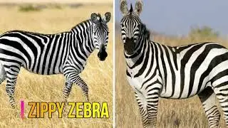 K1-Animal Story-T3-W8-D3-Zippy Zebra