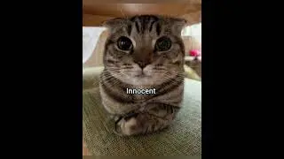 Ты далеко не просто красивая #кот #смешно #fyp #мем #georgieebom