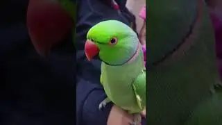 pattu to Aaj ful romantic hai #parrotlover#talking#parrottalking#🦜❤️😍 parrot talking parrot 🦜🦜 sound