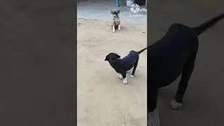 #shortsvideo #funny #comedy #viral #dog #doggy