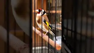 European Goldfinch Perched in Cage