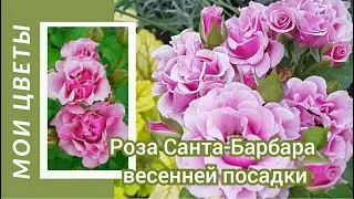 Rose of Santa Barbara, spring planting