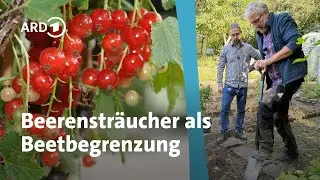 Beerengehölze als Gartenbegrenzung und Beeteinrahmung pflanzen | MDR Garten